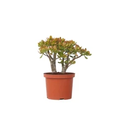 PLANT IN A BOX - Arbre de jade - crassula ovata 'sunset' - hauteur 45-50cm - ⌀23cm