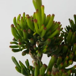 PLANT IN A BOX - Arbre de jade - crassula ovata 'hobbit' - hauteur 55-60cm - ⌀30cm