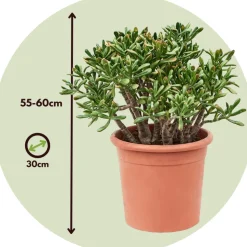 PLANT IN A BOX - Arbre de jade - crassula ovata 'hobbit' - hauteur 55-60cm - ⌀30cm