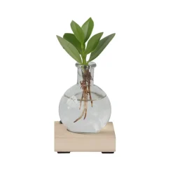 PLANT IN A BOX - Avec éclairage led - clusia rosea 'princess' - hauteur 15-20cm - ⌀8cm