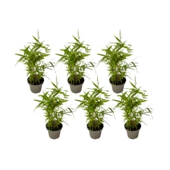 PLANT IN A BOX - Bambou - lot de 6 - fargesia nitida 'black dragon' - hauteur 25-40cm - ⌀14cm