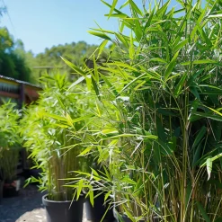 PLANT IN A BOX - Bambou - lot de 3 - fargesia nitida 'black dragon' - hauteur 25-40cm - ⌀14cm