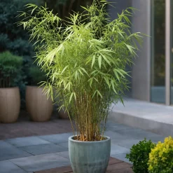 PLANT IN A BOX - Bambou bleu - set de 6 - fargesia papyrifera 'grex' - hauteur 30-40cm - ⌀13cm