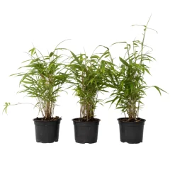 PLANT IN A BOX - Bambou bleu - set de 3 - fargesia papyrifera 'grex' - hauteur 30-40cm - ⌀13cm