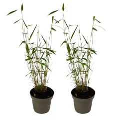 PLANT IN A BOX - Bambou non-traçant - set de 2 - fargesia 'blue dragon' - hauteur 30-40cm - ⌀13cm