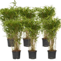 PLANT IN A BOX - Bambou non-traçant - set de 6 - fargesia nitida 'gansu' - h50-70cm - ⌀17cm