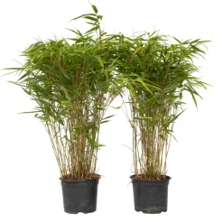 PLANT IN A BOX - Bambou non-traçant - set de 2 - fargesia nitida 'gansu' - h50-70cm - ⌀17cm