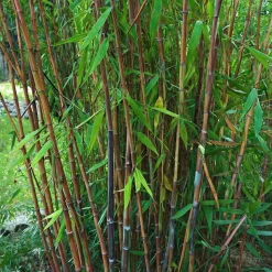 PLANT IN A BOX - Bambou non-traçant - set de 2 - fargesia nitida 'gansu' - h50-70cm - ⌀17cm