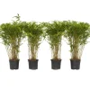 PLANT IN A BOX - Bambou non-traçant - set de 4 - fargesia nitida 'gansu' - h50-70cm - ⌀17cm