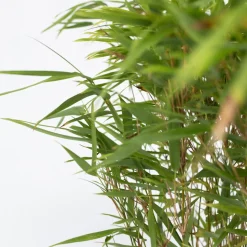 PLANT IN A BOX - Bambou non-traçant - set de 4 - fargesia nitida 'gansu' - h50-70cm - ⌀17cm