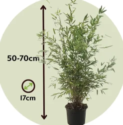 PLANT IN A BOX - Bambou non-traçant - set de 4 - fargesia nitida 'gansu' - h50-70cm - ⌀17cm