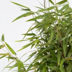 PLANT IN A BOX - Bambou non-traçant - set de 2 - fargesia nitida 'red dragon' - h60-80cm - ⌀17cm