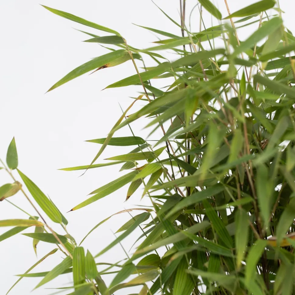 PLANT IN A BOX - Bambou non-traçant - set de 2 - fargesia nitida 'red dragon' - h60-80cm - ⌀17cm