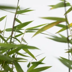 PLANT IN A BOX - Bambou non-traçant - set de 2 - fargesia nitida 'red dragon' - h60-80cm - ⌀17cm