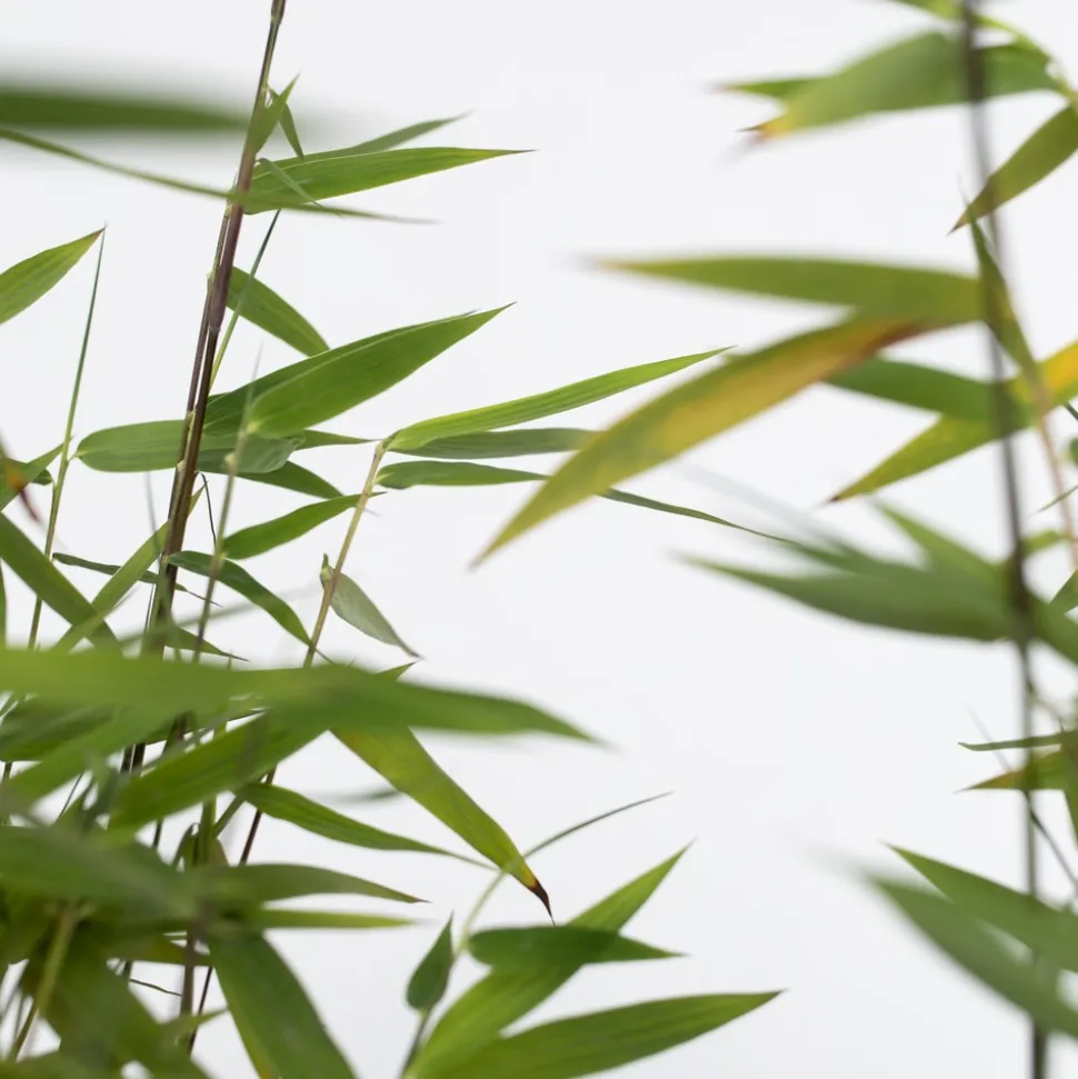 PLANT IN A BOX - Bambou non-traçant - set de 2 - fargesia nitida 'red dragon' - h60-80cm - ⌀17cm