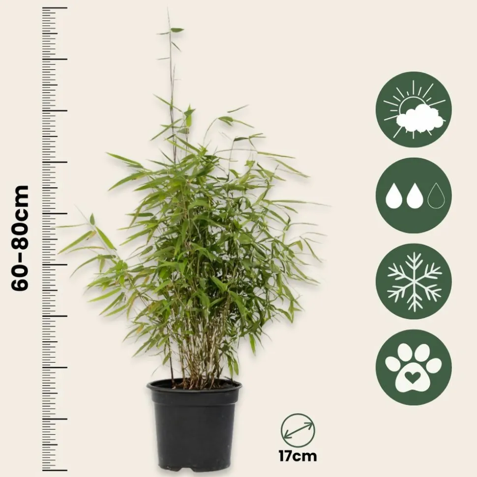 PLANT IN A BOX - Bambou non-traçant - set de 2 - fargesia nitida 'red dragon' - h60-80cm - ⌀17cm