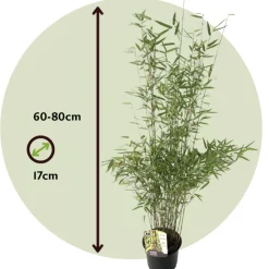 PLANT IN A BOX - Bambou non-traçant - set de 2 - fargesia nitida 'red dragon' - h60-80cm - ⌀17cm