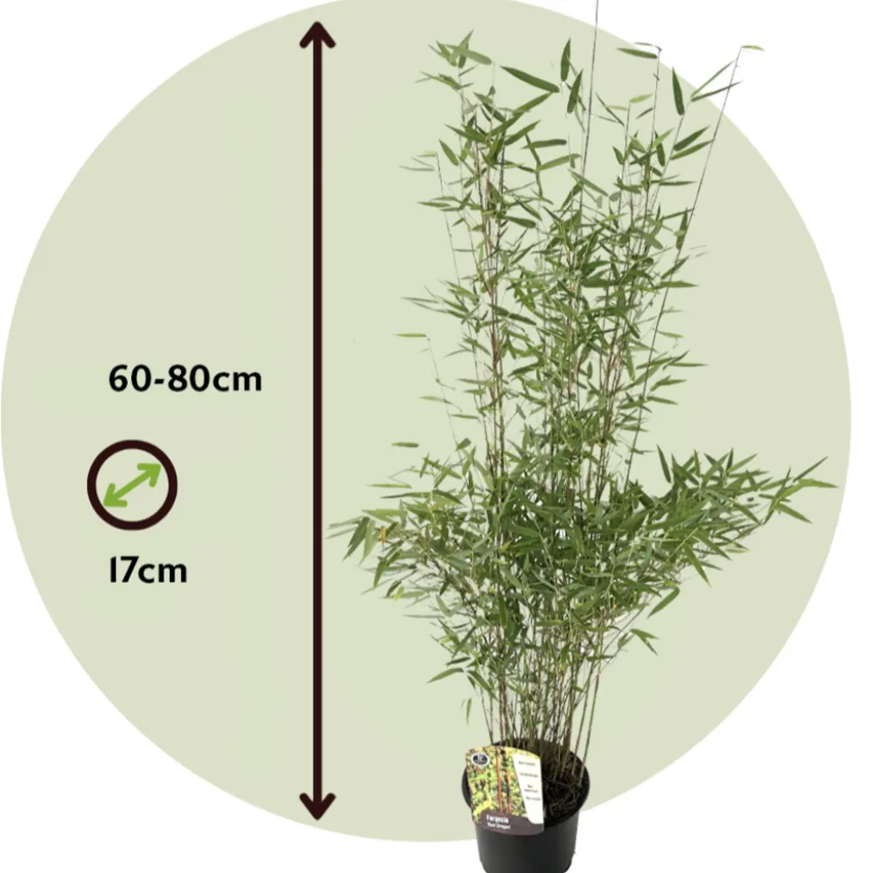 PLANT IN A BOX - Bambou non-traçant - set de 2 - fargesia nitida 'red dragon' - h60-80cm - ⌀17cm