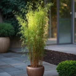 PLANT IN A BOX - Bambou non-traçant - set de 4 - fargesia nitida 'red dragon' - h60-80cm - ⌀17cm