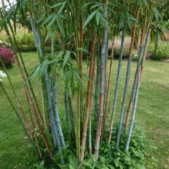 PLANT IN A BOX - Bambou non-traçant - set de 6 - fargesia 'blue dragon' - hauteur 30-40cm - ⌀13cm