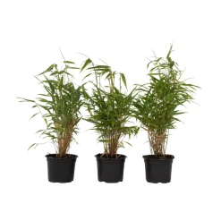 PLANT IN A BOX - Bambou non-traçant - set de 3 - fargesia rufa - hauteur 25-40cm - ⌀13cm