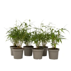 PLANT IN A BOX - Bambou non-traçant - set de 6 - fargesia 'asian wonder' - h25-40cm - ⌀13cm