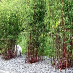 PLANT IN A BOX - Bambou non-traçant - set de 6 - fargesia 'asian wonder' - h25-40cm - ⌀13cm