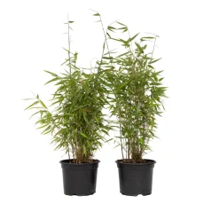 PLANT IN A BOX - Bambou non-traçant - set de 6 - fargesia nitida 'red dragon' - h60-80cm - ⌀17cm