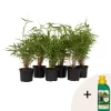 PLANT IN A BOX - Bambou non-traçant - set de 6 - fargesia rufa - hauteur 25-40cm - ⌀13cm