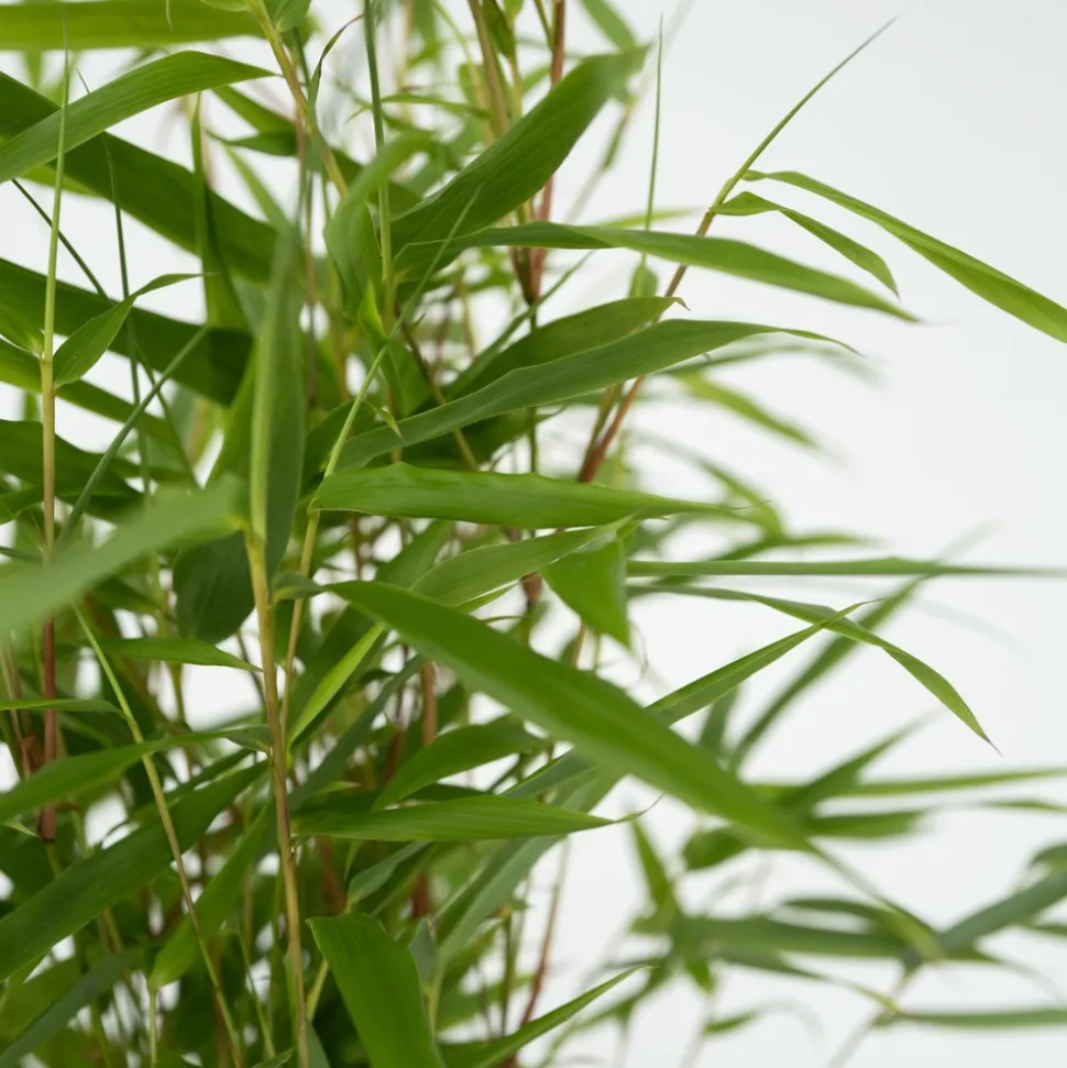 PLANT IN A BOX - Bambou non-traçant - set de 6 - fargesia rufa - hauteur 25-40cm - ⌀13cm