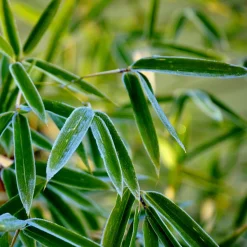 PLANT IN A BOX - Bambou non-traçant - set de 6 - fargesia rufa - hauteur 25-40cm - ⌀13cm