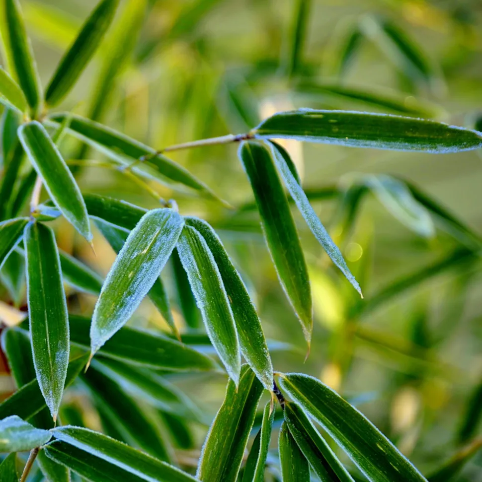 PLANT IN A BOX - Bambou non-traçant - set de 6 - fargesia rufa - hauteur 25-40cm - ⌀13cm