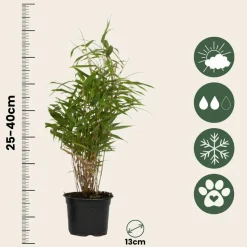 PLANT IN A BOX - Bambou non-traçant - set de 6 - fargesia rufa - hauteur 25-40cm - ⌀13cm