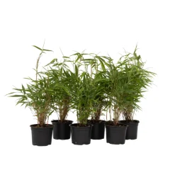 PLANT IN A BOX - Bambou non-traçant - set de 6 - fargesia rufa - hauteur 25-40cm - ⌀13cm