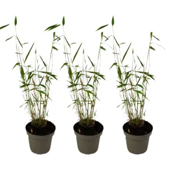 PLANT IN A BOX - Bambou non-traçant - set de 3 - fargesia 'blue dragon' - hauteur 30-40cm - ⌀13cm