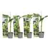 PLANT IN A BOX - Bananier du japon - set de 4 - musa basjoo - hauteur 25-40cm - ⌀9cm