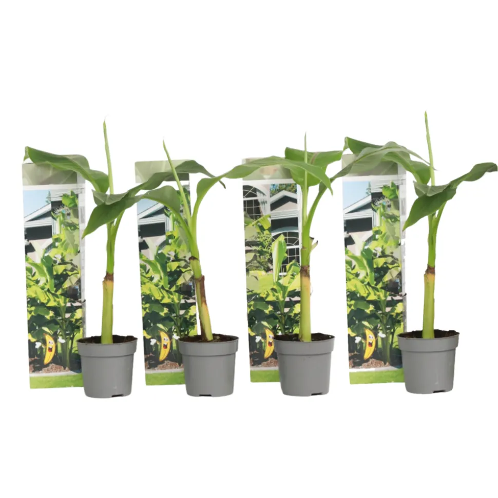 PLANT IN A BOX - Bananier du japon - set de 4 - musa basjoo - hauteur 25-40cm - ⌀9cm