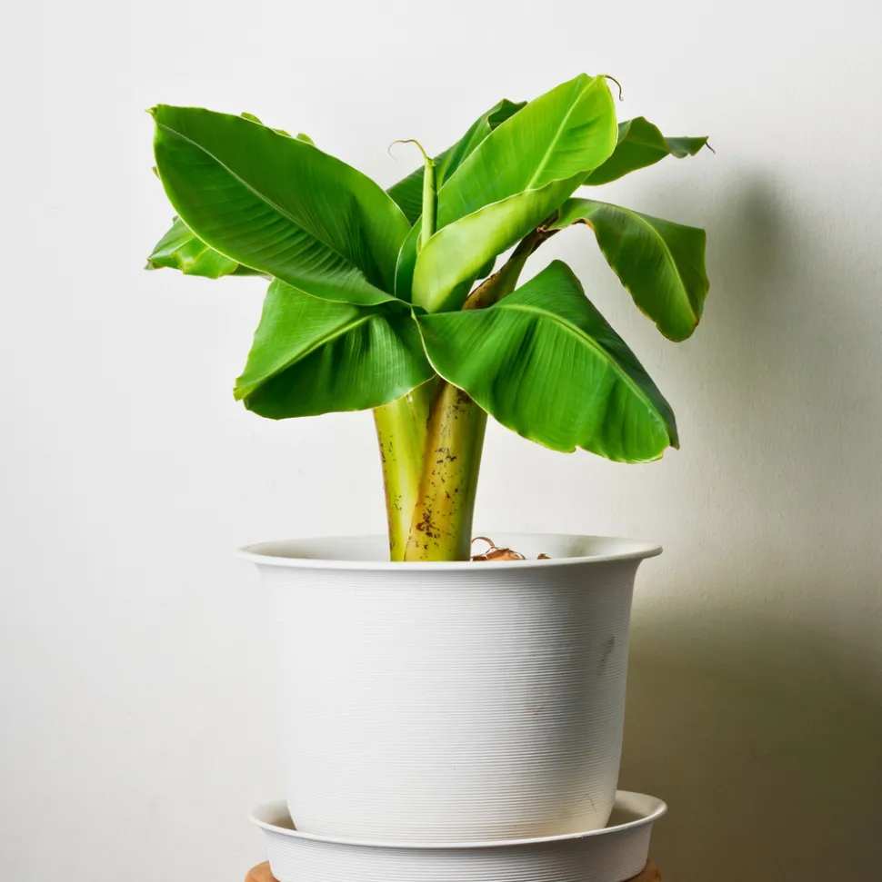 PLANT IN A BOX - Bananier du japon - set de 4 - musa basjoo - hauteur 25-40cm - ⌀9cm