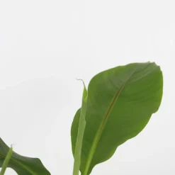 PLANT IN A BOX - Bananier du japon - set de 4 - musa basjoo - hauteur 25-40cm - ⌀9cm