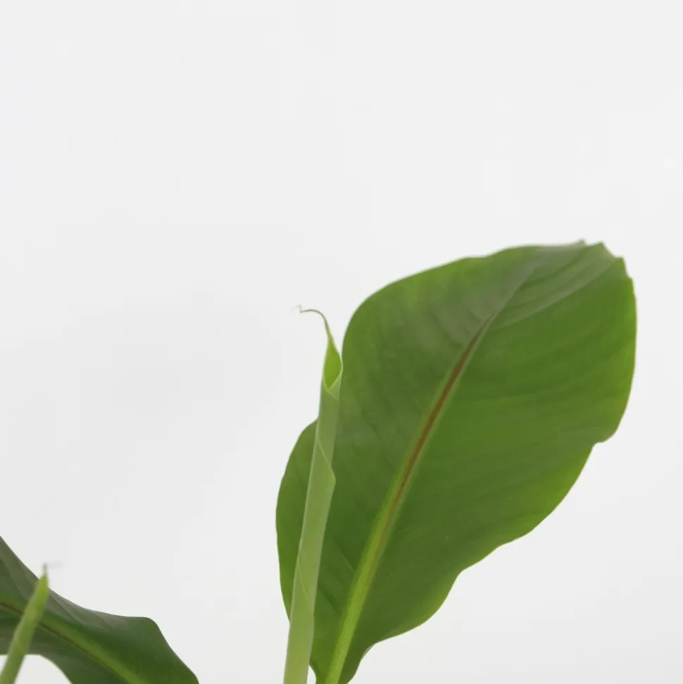 PLANT IN A BOX - Bananier du japon - set de 4 - musa basjoo - hauteur 25-40cm - ⌀9cm