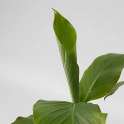 PLANT IN A BOX - Bananier du japon - set de 4 - musa basjoo - hauteur 25-40cm - ⌀9cm