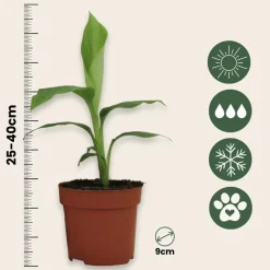 PLANT IN A BOX - Bananier du japon - set de 4 - musa basjoo - hauteur 25-40cm - ⌀9cm