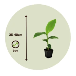 PLANT IN A BOX - Bananier du japon - set de 4 - musa basjoo - hauteur 25-40cm - ⌀9cm
