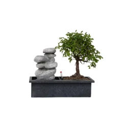 PLANT IN A BOX - Bonsaï - bonsai - hauteur 25-35cm - ⌀29cm