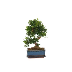 PLANT IN A BOX - Bonsaï - carmona microphylla - hauteur 25-30cm - ⌀20cm