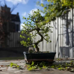 PLANT IN A BOX - Bonsaï - carmona microphylla - hauteur 25-30cm - ⌀20cm