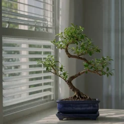 PLANT IN A BOX - Bonsaï - carmona microphylla - hauteur 25-30cm - ⌀20cm