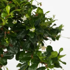 PLANT IN A BOX - Bonsaï - carmona microphylla - hauteur 25-30cm - ⌀20cm