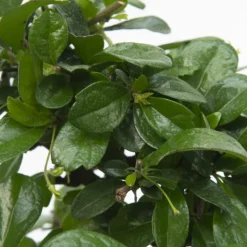 PLANT IN A BOX - Bonsaï - carmona microphylla - hauteur 25-30cm - ⌀20cm