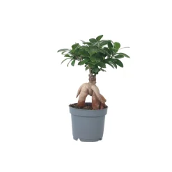 PLANT IN A BOX - Bonsaï - ficus microcarpa - hauteur 30-40cm - ⌀12cm